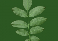 Common Walnut Leaf Texture