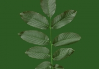 Persian Walnut Leaf Texture