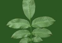 Common Walnut Leaf Texture