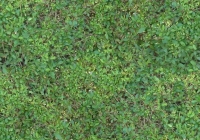 Seamless Hedge Texture Map