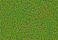 Seamless Hedge Texture Map