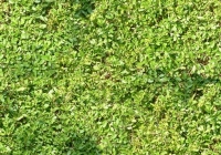 Seamless Hedge Texture Map