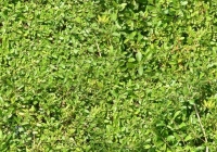 Hedge Texture Map