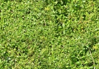 Hedge Texture Map