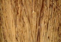 Cane texture