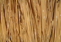 Cane texture