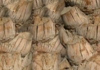 Palm Tree Bark Texture