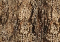 Old Tree Bark Texture