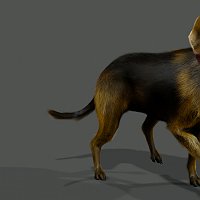 Dog model 3D Art Work In Progress