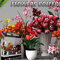 CGAxis models volume 6 flowers collection Commercial 3D Models