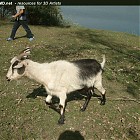 goat_walk_references001.jpg