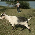 goat_walk_references004.jpg