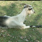 Filename=goat_references004.jpg
Filesize=626KiB
Dimensions=1434x1095
Date added=Sep 23, 2006 goat_references004.jpg