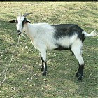 goat_references011.jpg
