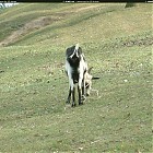 goat_references025.jpg