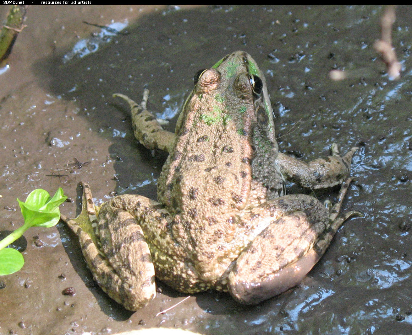 Frog Photo     