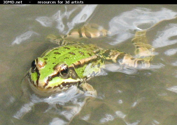 Frog Photo     