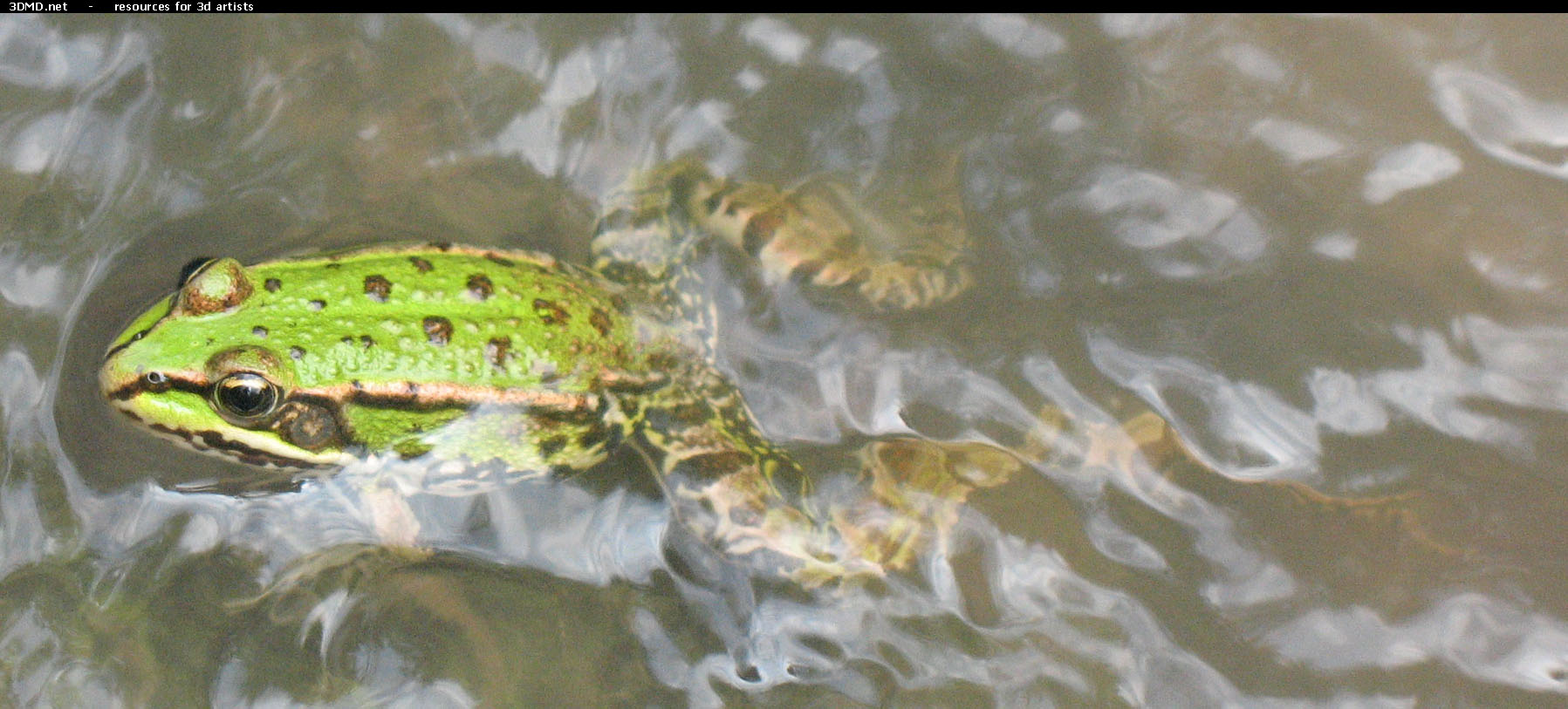 Frog Photo     