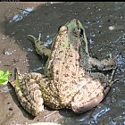 frog_photo_06.JPG