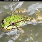 frog_photo_07.JPG