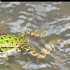 frog_photo_08.JPG