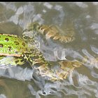 frog_photo_10.JPG