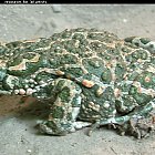 toad_photo_01.JPG