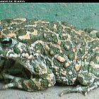 toad_photo_02.JPG