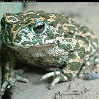 toad_photo_03.JPG