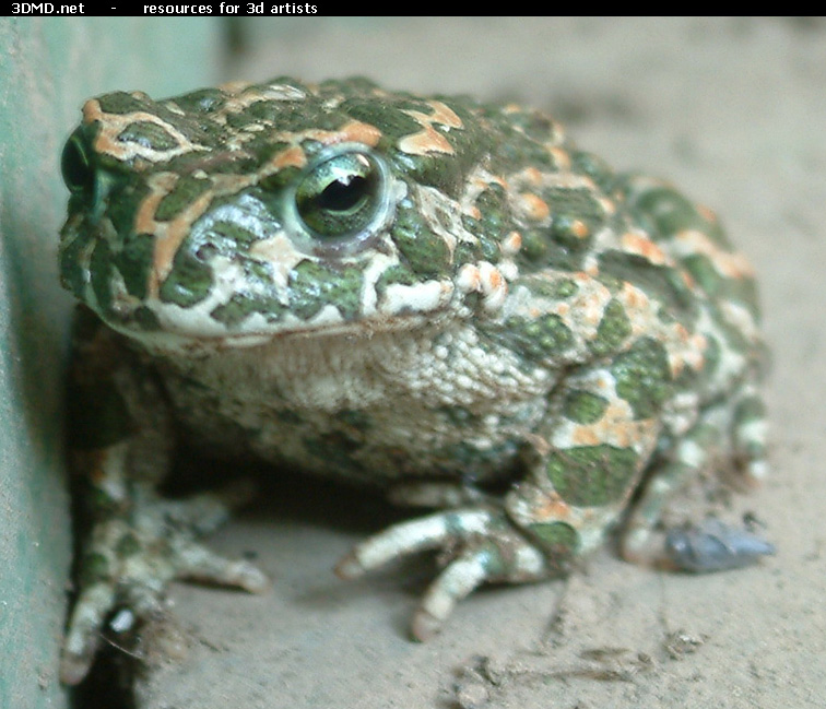 Toad Photo     