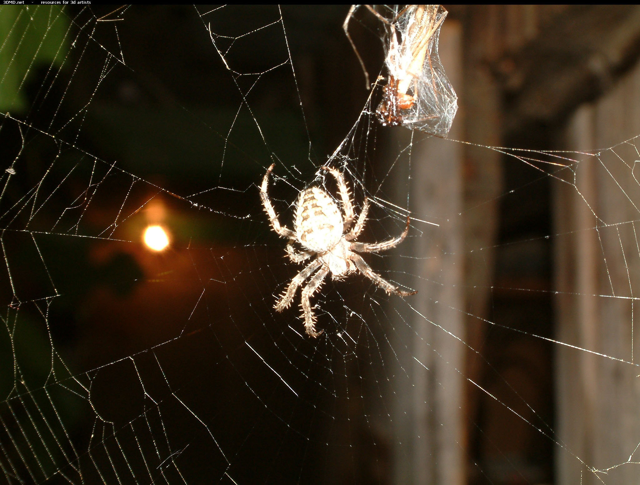 Spider    