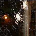 spider03.jpg