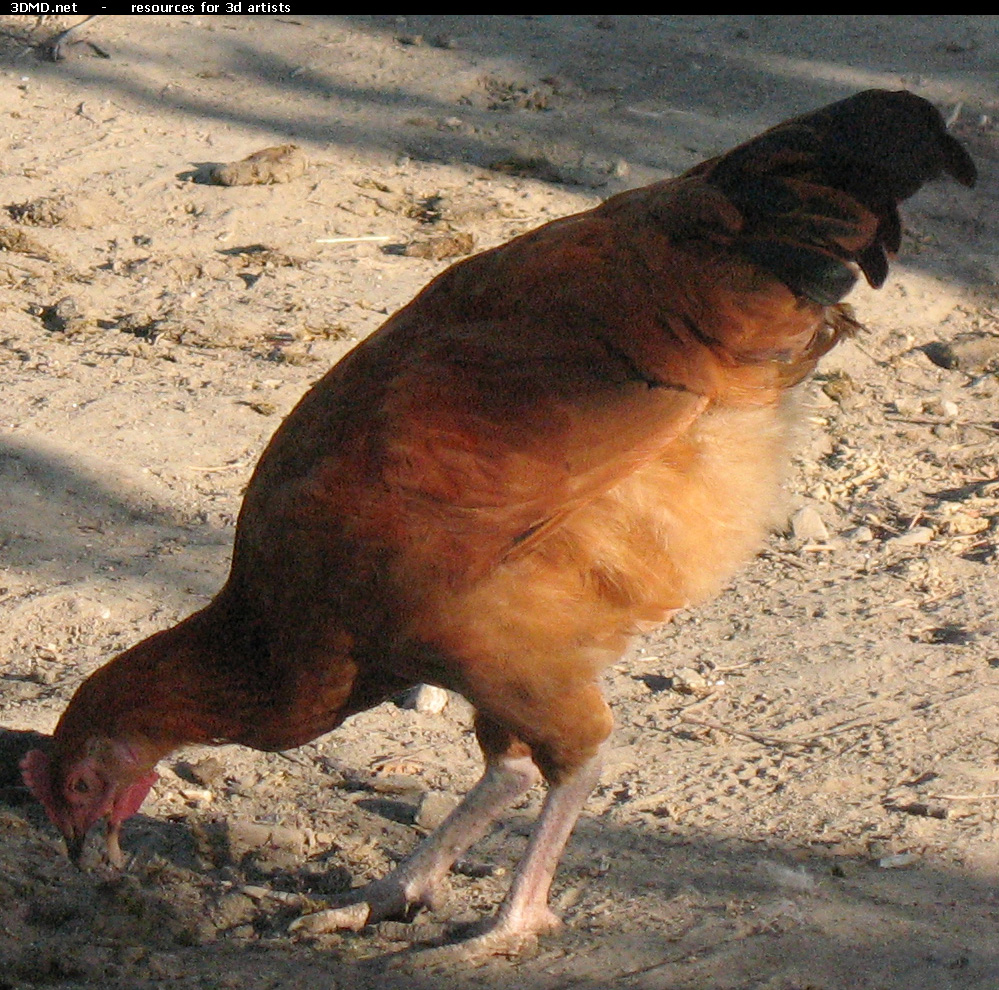 Red Chicken Photo     