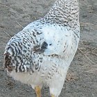 Filename=white_chicken_photo_04.JPG
Filesize=442KiB
Dimensions=735x1221
Date added=Feb 26, 2009 white_chicken_photo_04.JPG