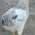 white_chicken_photo_04.JPG