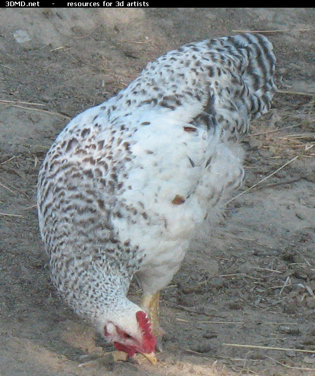 White Chicken Photo     