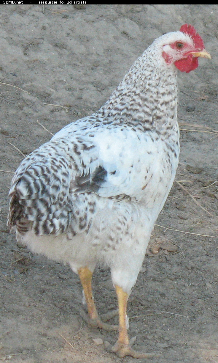 White Chicken Photo     