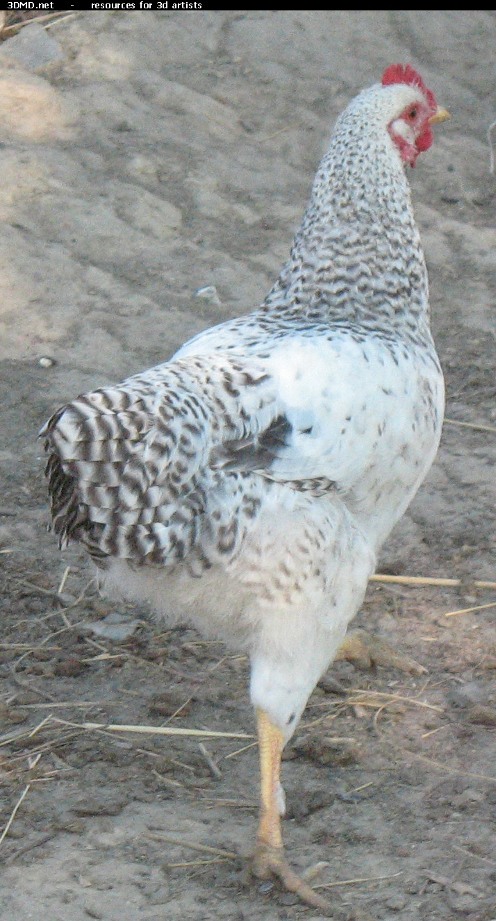 White Chicken Photo     