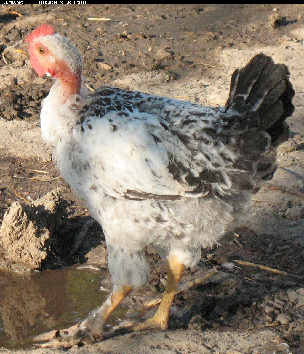 Chicken Photo     