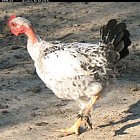 chicken_photo_01.JPG