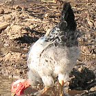 chicken_photo_03.JPG