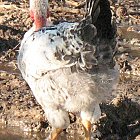 chicken_photo_04.JPG