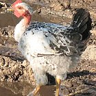 chicken_photo_07.JPG