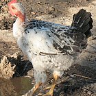 chicken_photo_08.JPG