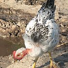 chicken_photo_09.JPG