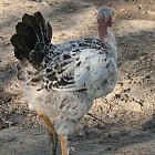 chicken_photo_10.JPG