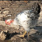 chicken_photo_11.JPG