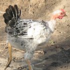 chicken_photo_12.JPG