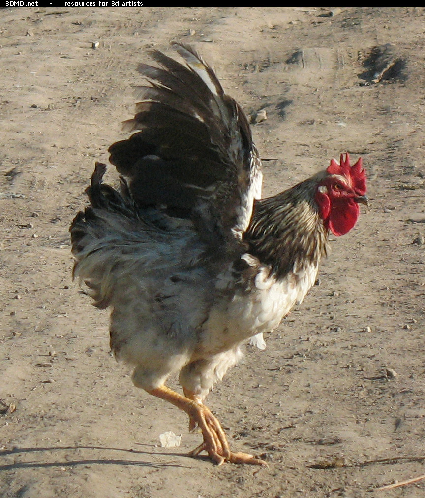 Rooster Photo     