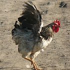 rooster_photo_01.JPG